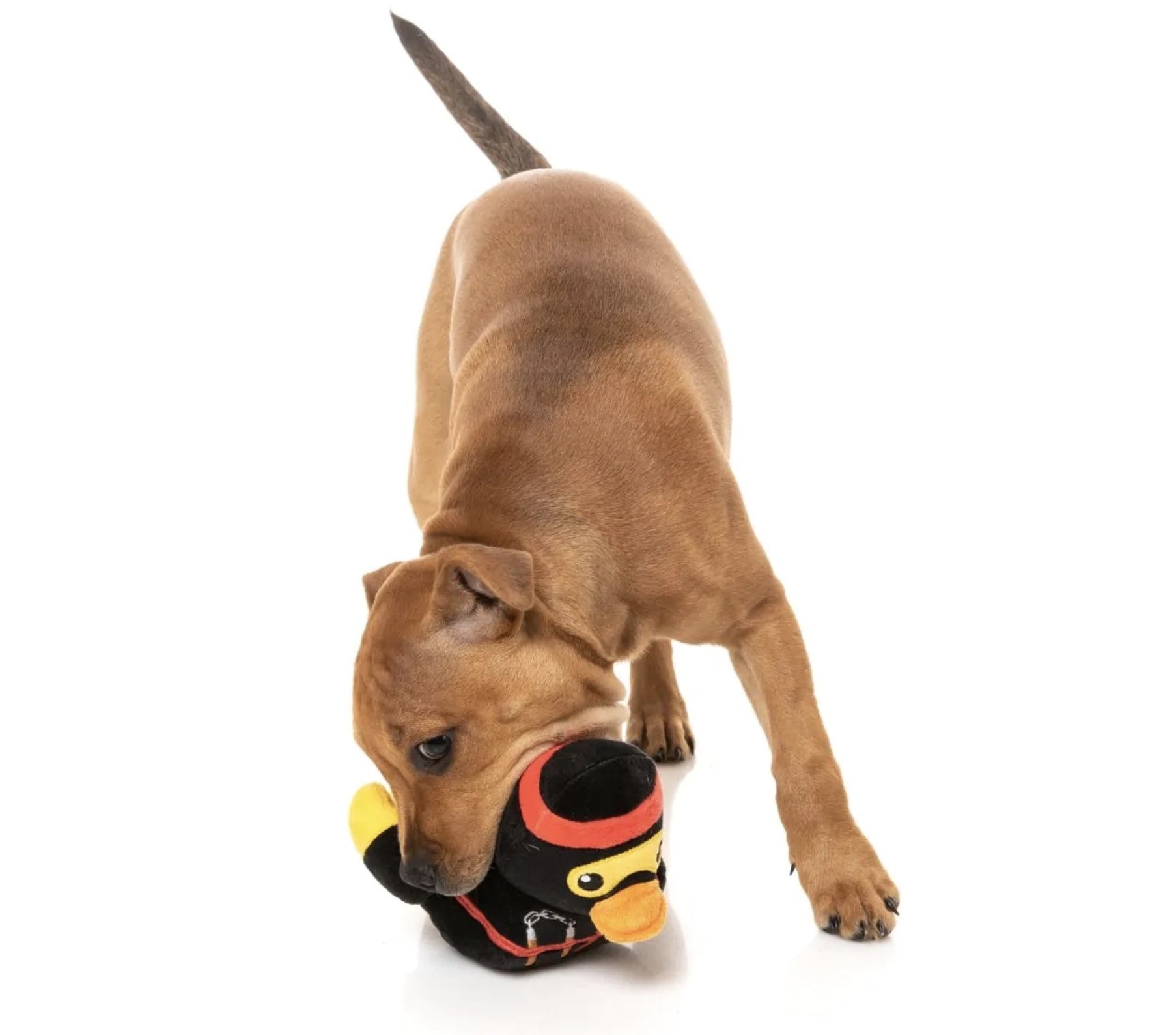 Quackie Chan Ninja Dog Toy